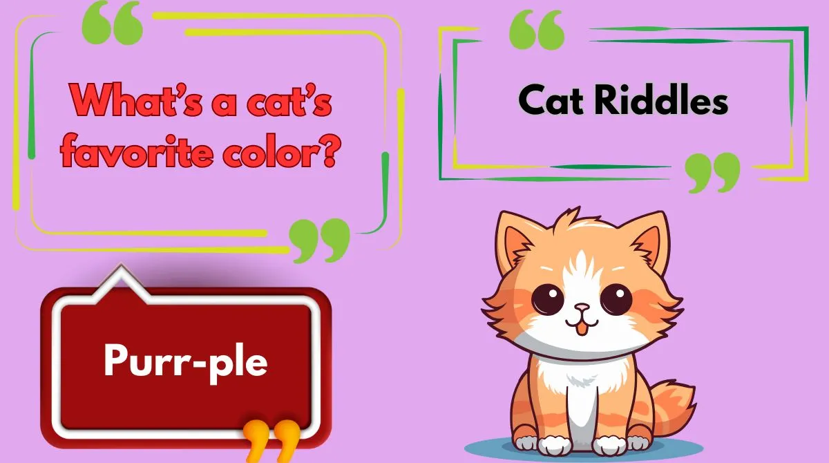 Cat Riddles