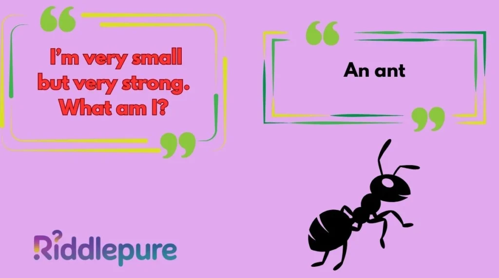 Best Ant Riddles for Kids