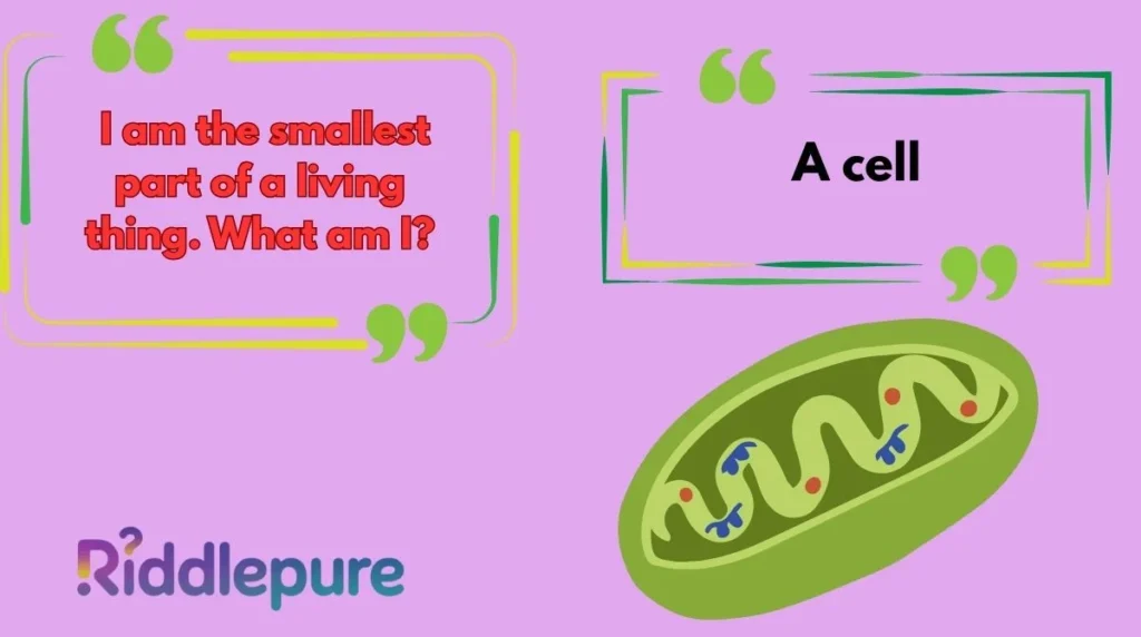 Biology Riddles for Kids