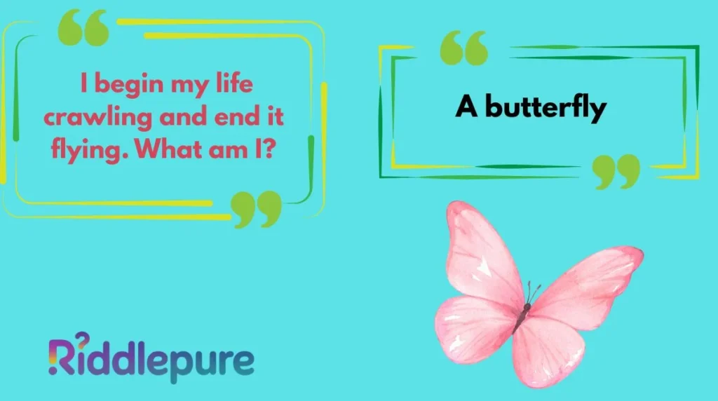 Butterfly Riddles for Adults