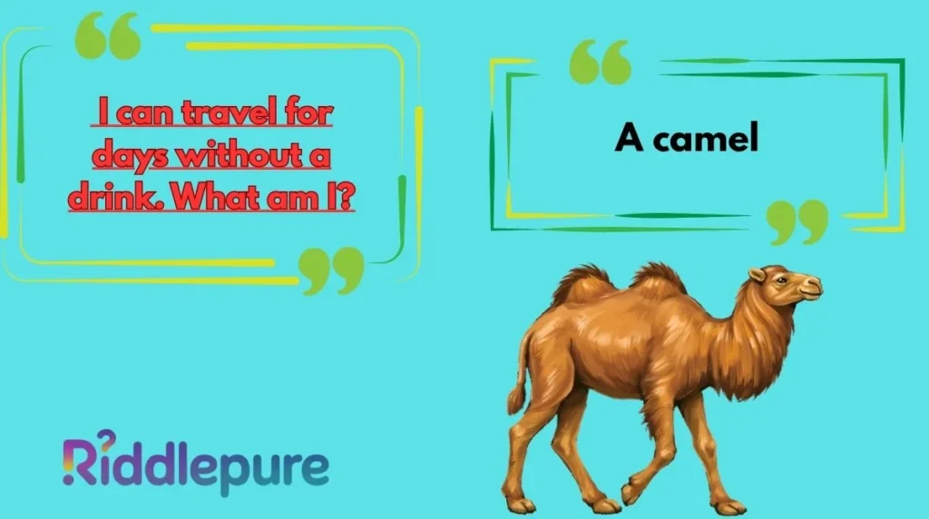 Camel Riddles for Kids