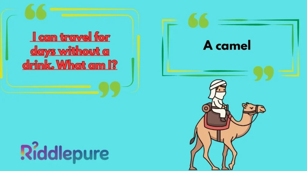 Camel Riddles with Answers