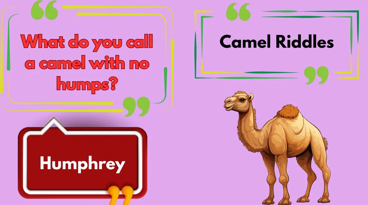 Camel Riddles
