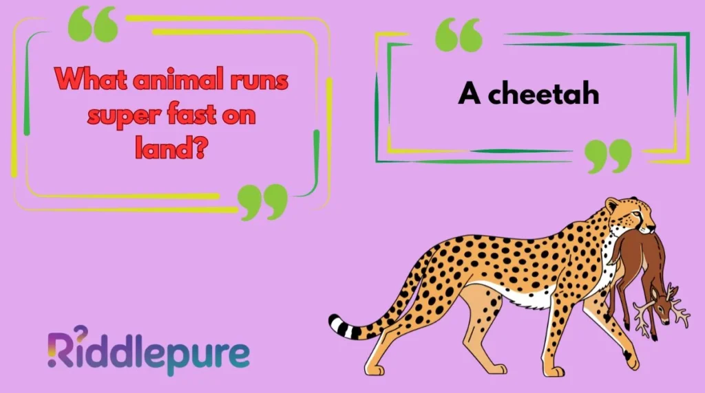 Cheetah Riddles for Kids