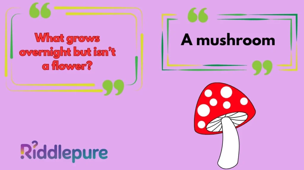 Mushroom Riddles with Answers
