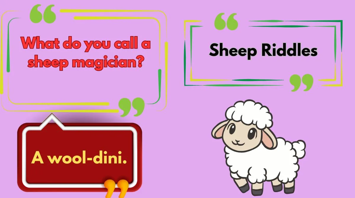 Sheep Riddles