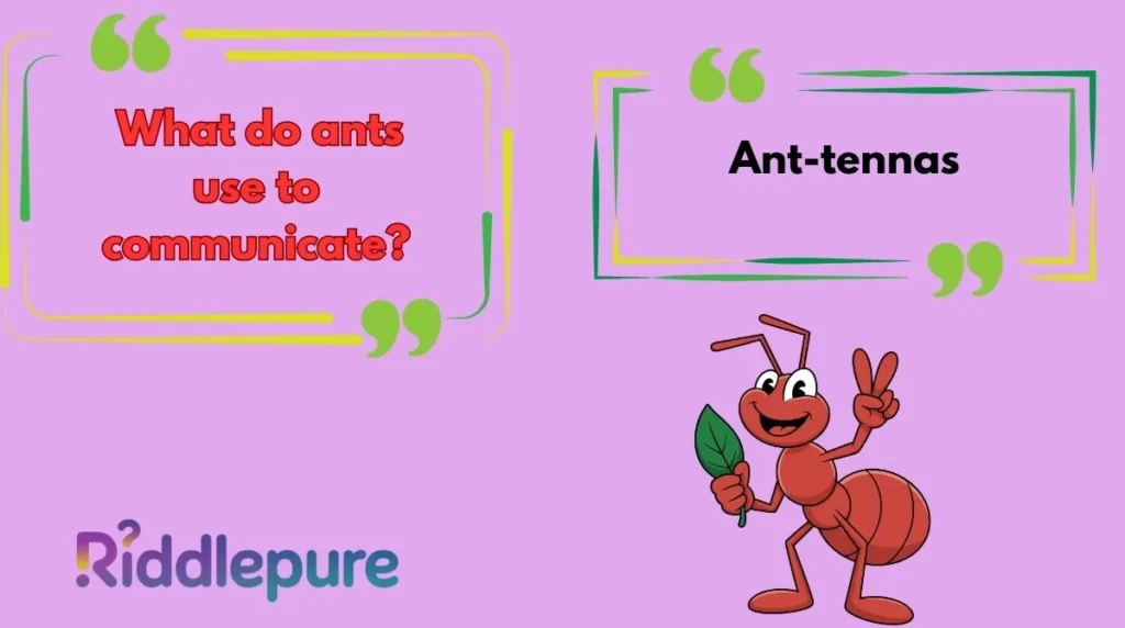 Short Funny Ant Jokes