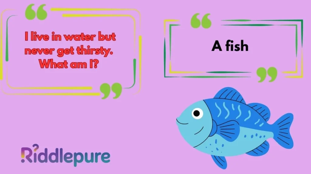 Best Fish Riddles for Adults